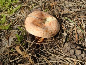 Рыжик - 90 фото соснового и елового вида грибов и главные рецепты
