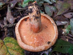 Рыжик - 90 фото соснового и елового вида грибов и главные рецепты