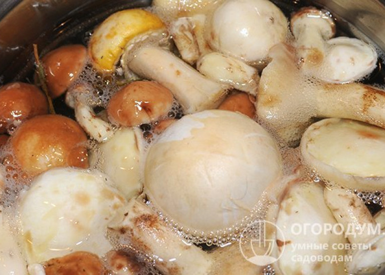 Как мариновать грибы на зиму в банках: простые рецепты с фото пошагово