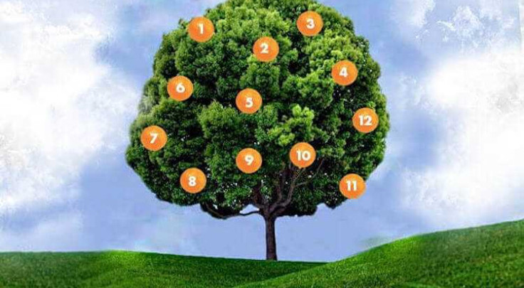 Гадание на дереве желаний: как привлечь удачу и исполнить мечты