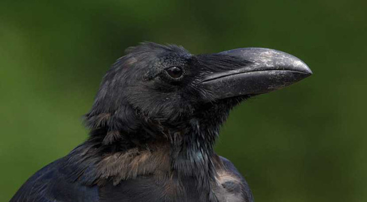 Удивительное время жизни ворон - одни из самых долгоживущих птиц выверяют тайну своей долголетности