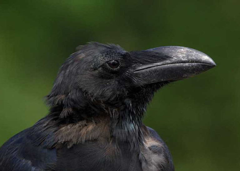 Удивительное время жизни ворон - одни из самых долгоживущих птиц выверяют тайну своей долголетности